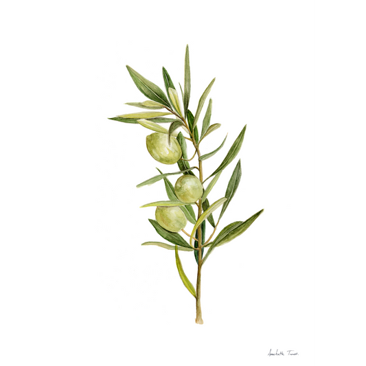 Olive Canvas Print