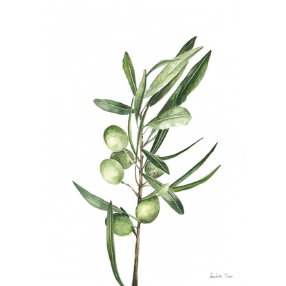 Olive Branch Canvas Print