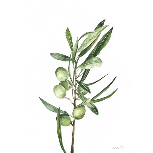 Olive Branch Canvas Print