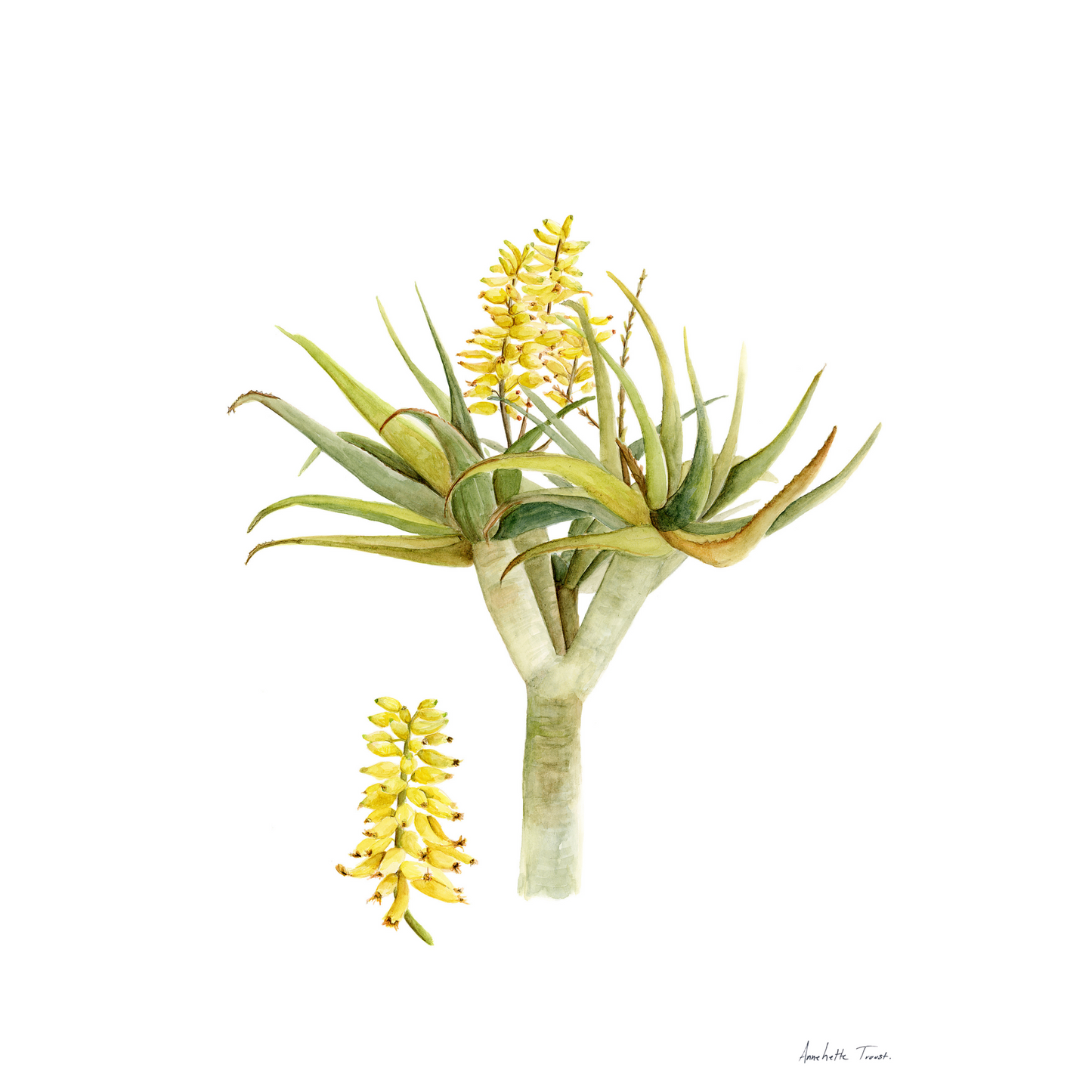 Aloidendron Dichotomum Canvas Print