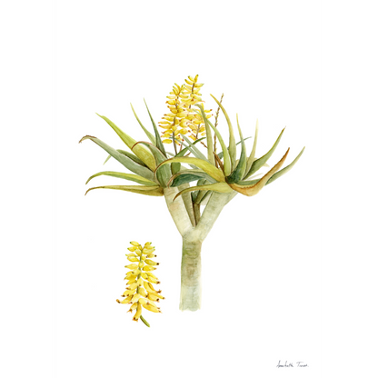 Aloidendron Dichotomum Canvas Print