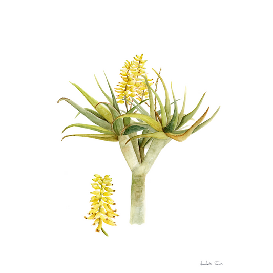 Aloidendron Dichotomum Canvas Print