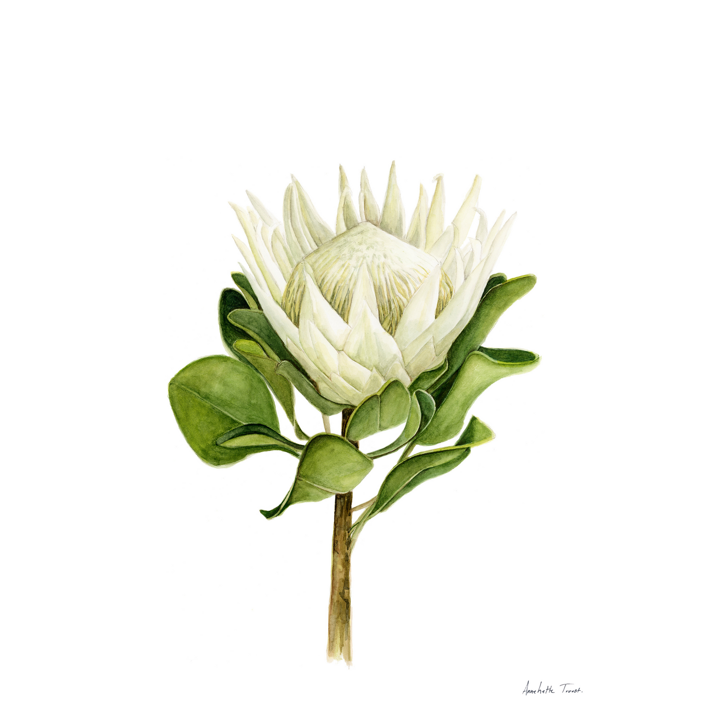 Protea Canvas Print