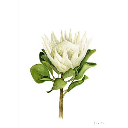 Protea Canvas Print