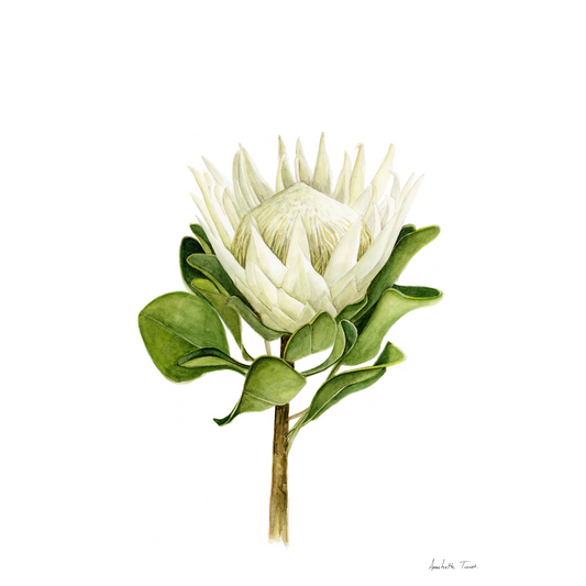 Protea Canvas Print