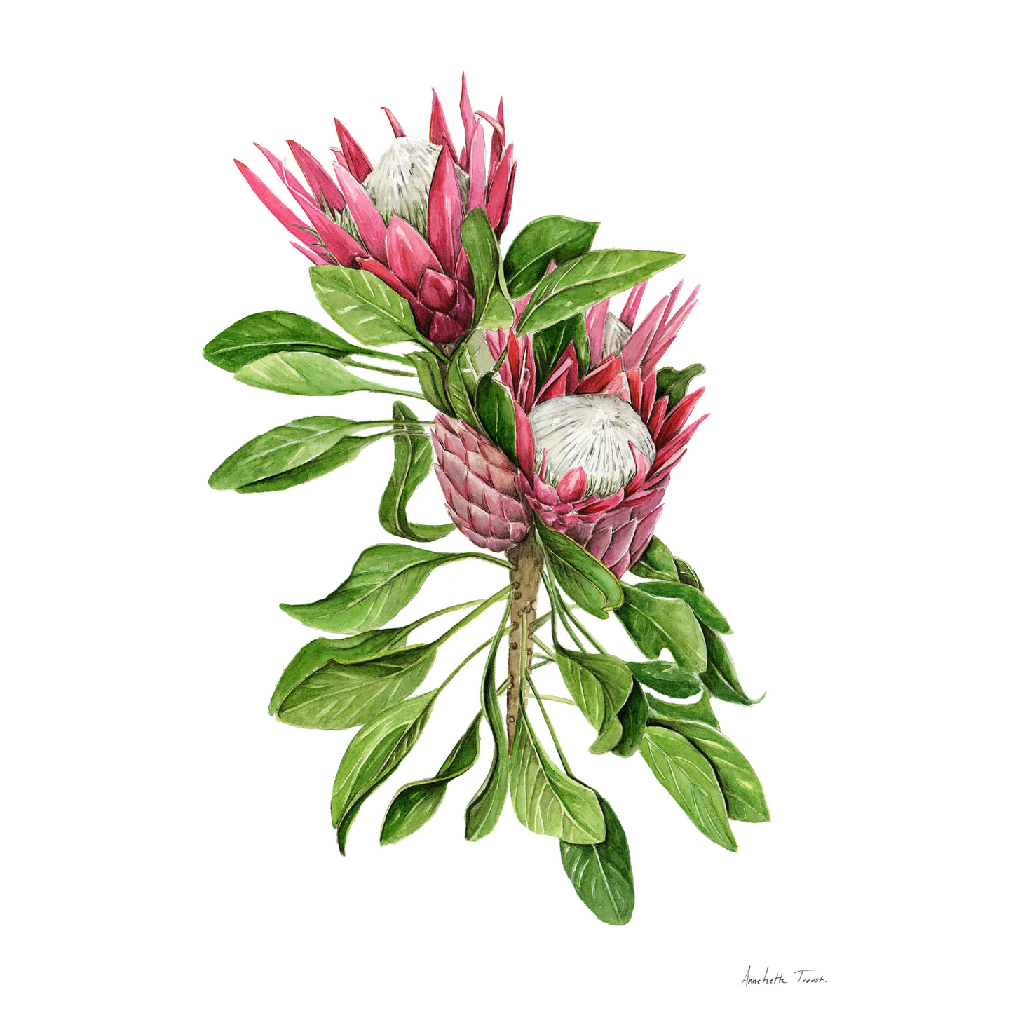 Protea Cynaroides Canvas Print