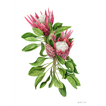 Protea Cynaroides Canvas Print