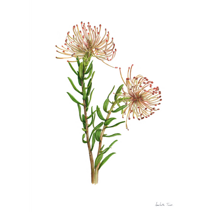 Protea Leucospermum Tottum Canvas Print