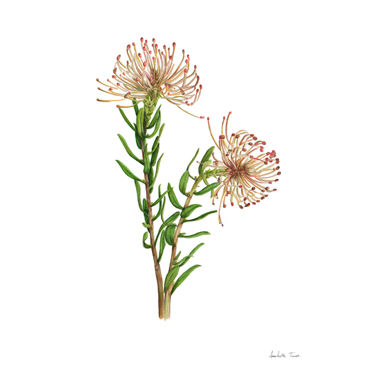 Protea Leucospermum Tottum Canvas Print