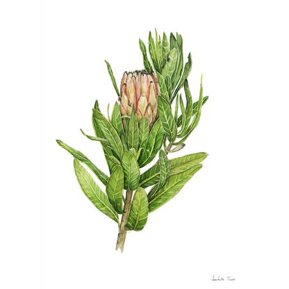 Protea Mink Canvas Print