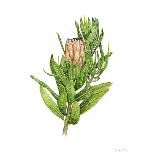 Protea Mink Canvas Print