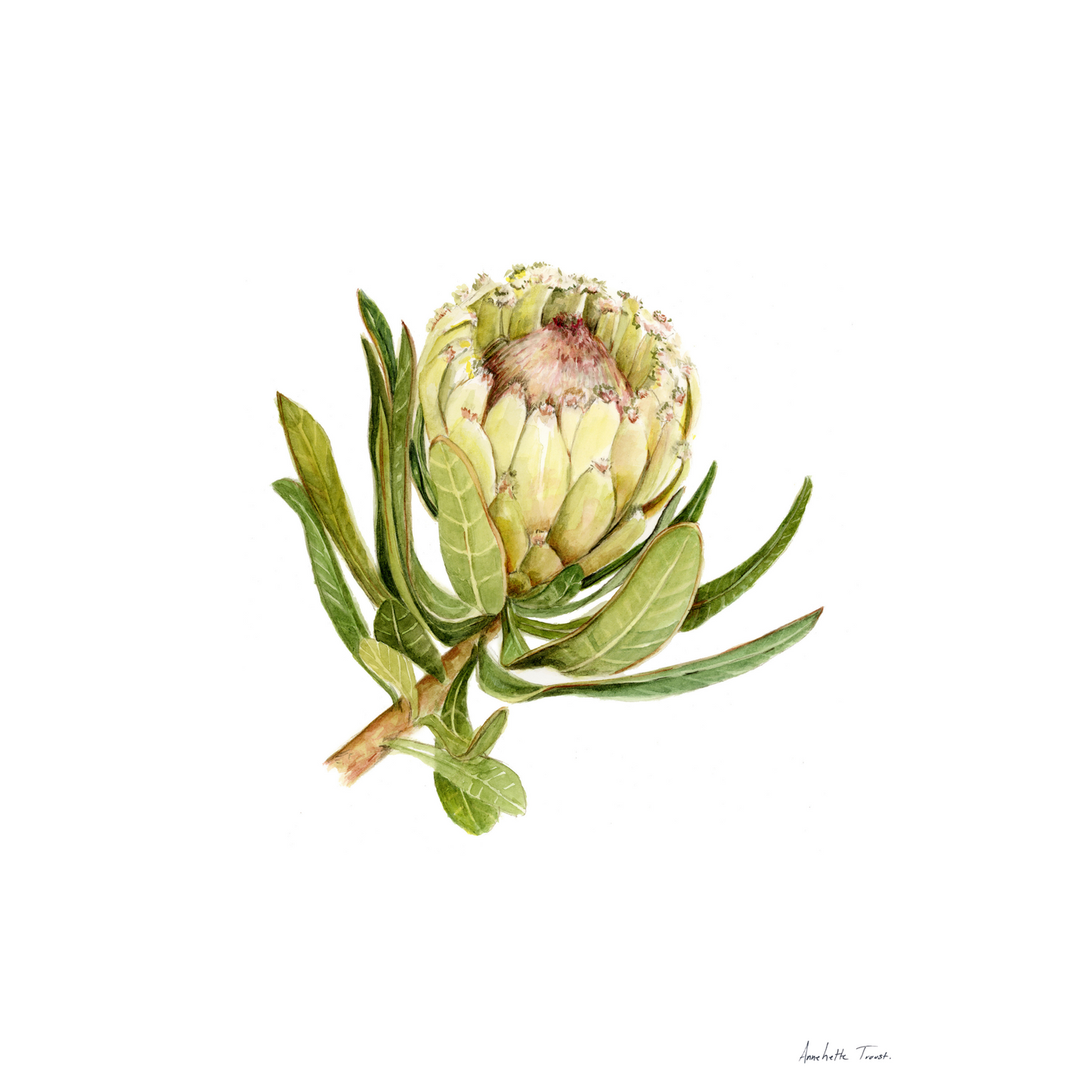 Protea Neriifolia Canvas Print