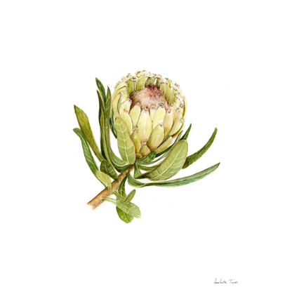 Protea Neriifolia Canvas Print