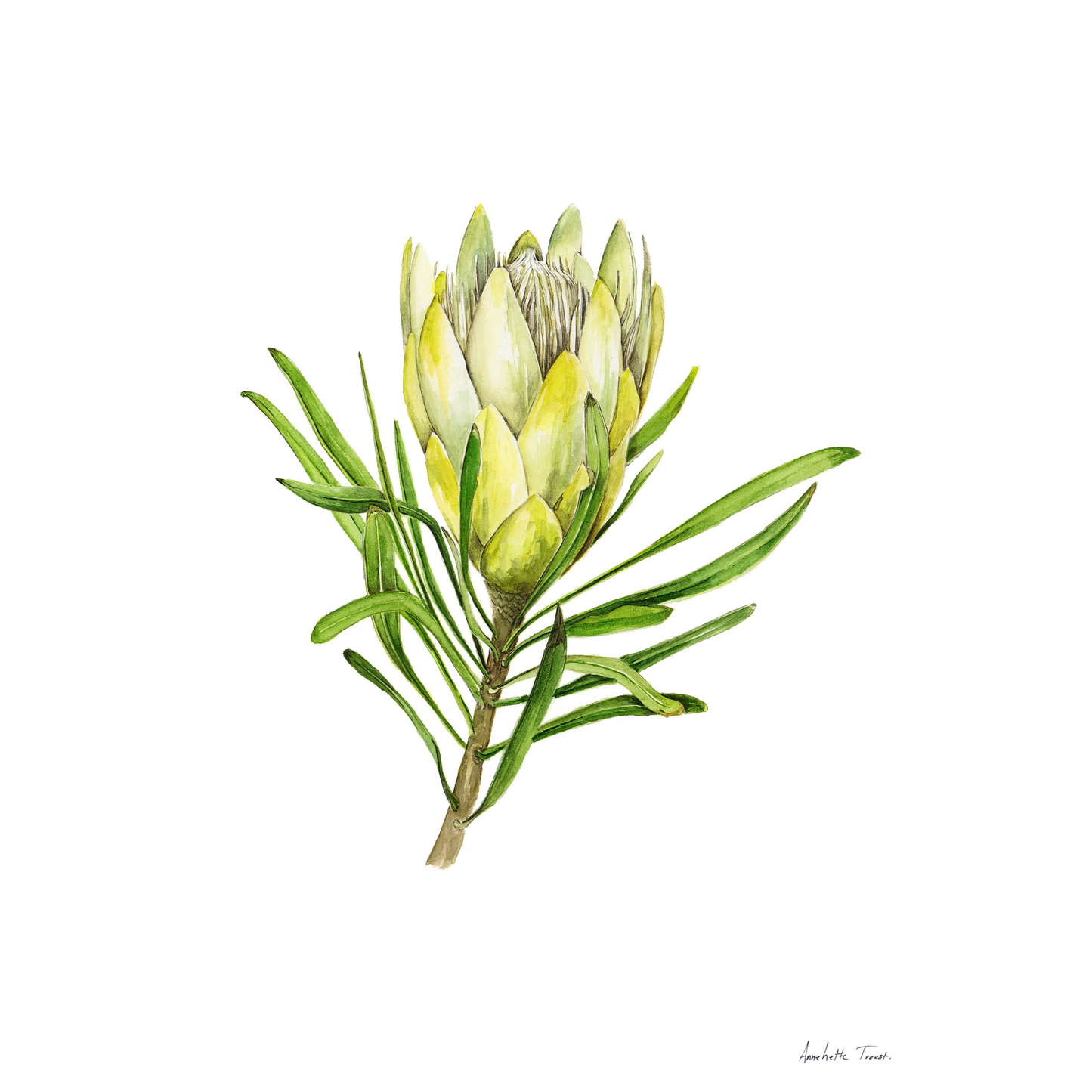 Protea Repens White Canvas Print