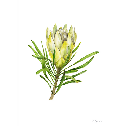 Protea Repens White Canvas Print