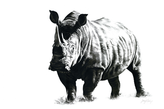 Rhino 1 Canvas Print