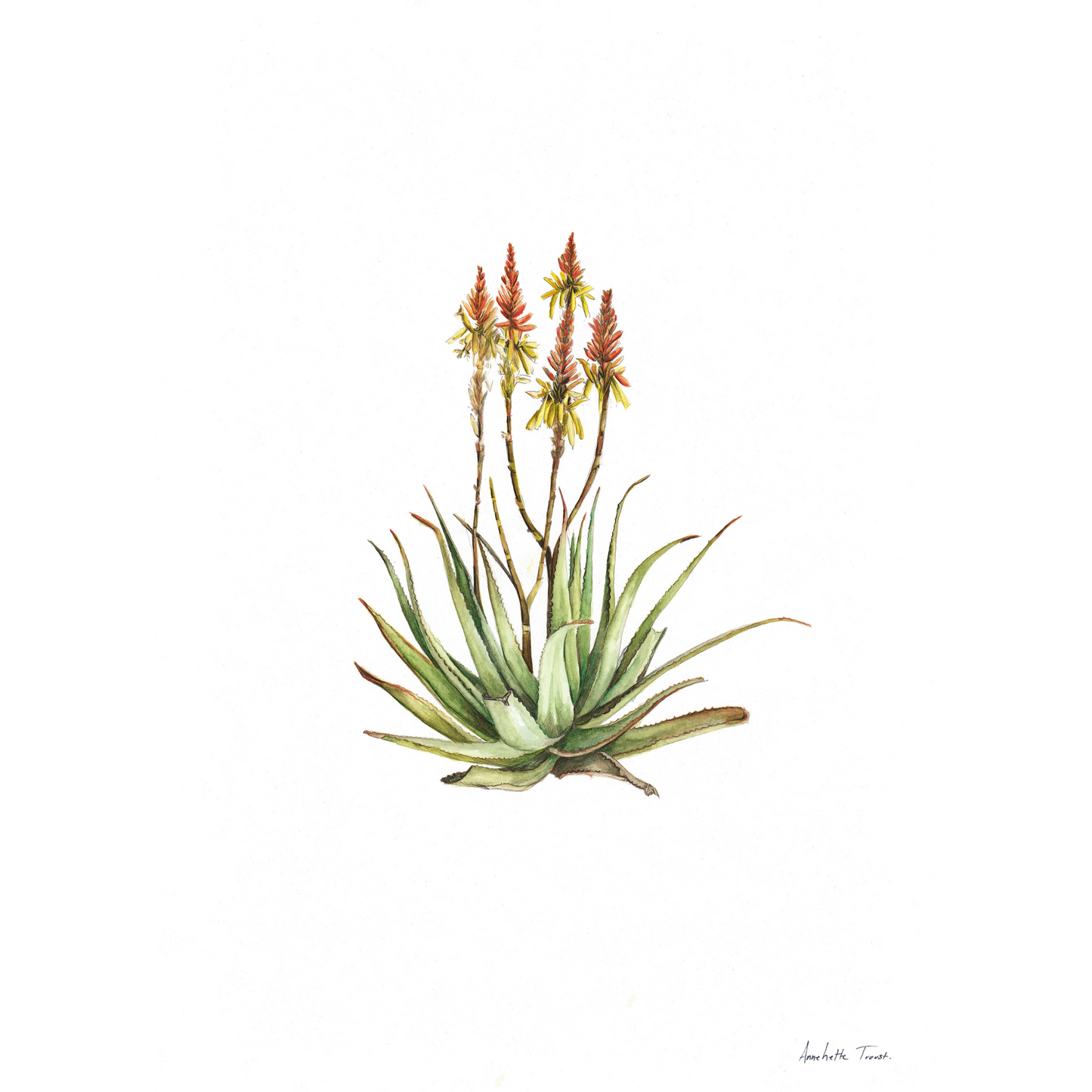 Sand Aloe Canvas Print