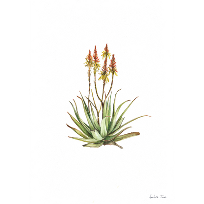 Sand Aloe Canvas Print