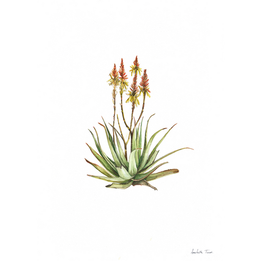 Sand Aloe Canvas Print