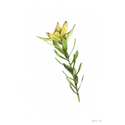 Sunshine Conebush Canvas Print