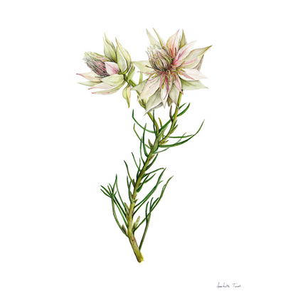 Surruria Florida Canvas Print