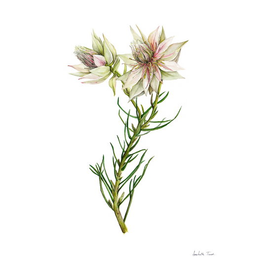 Surruria Florida Canvas Print