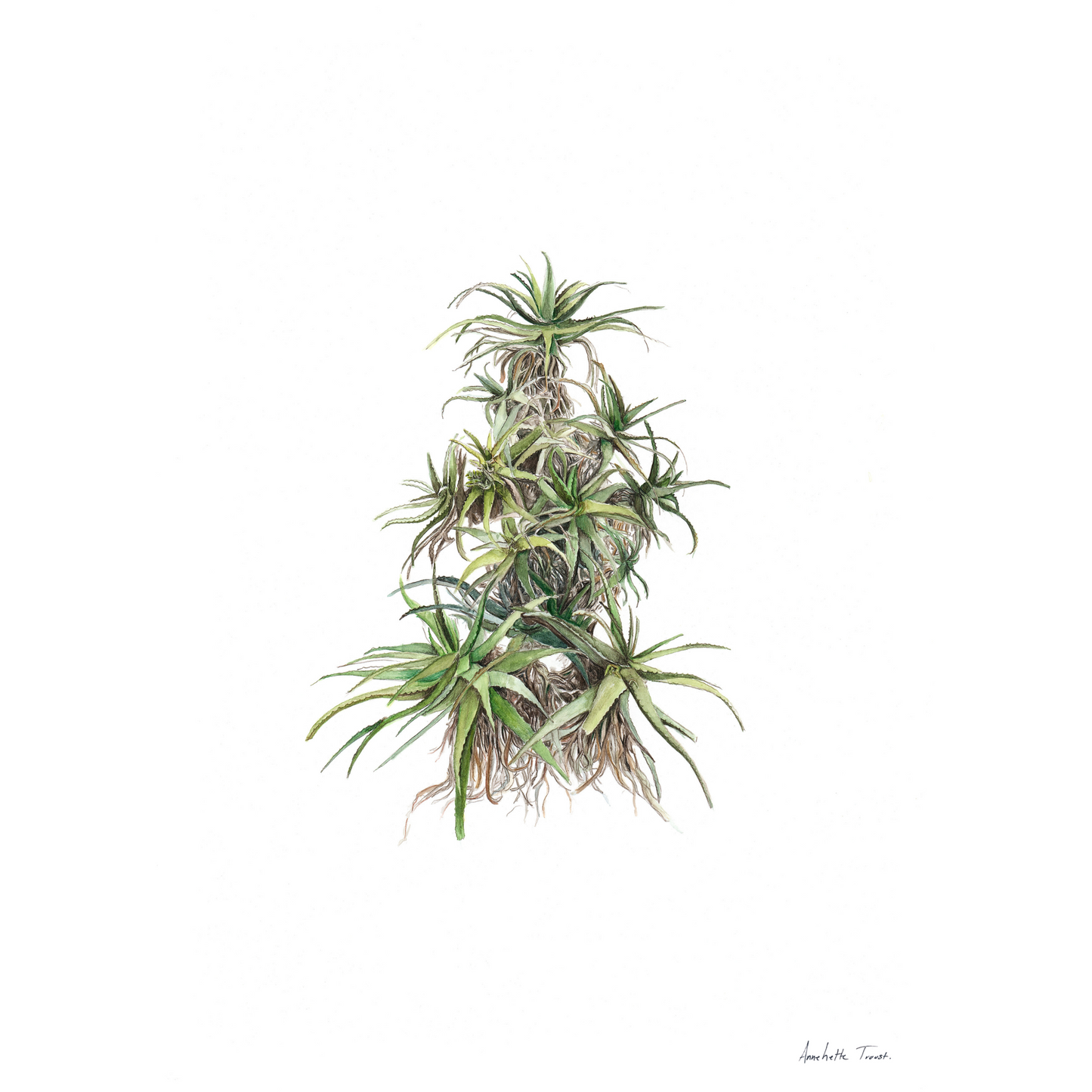 Tilt-Head Aloe Canvas Print