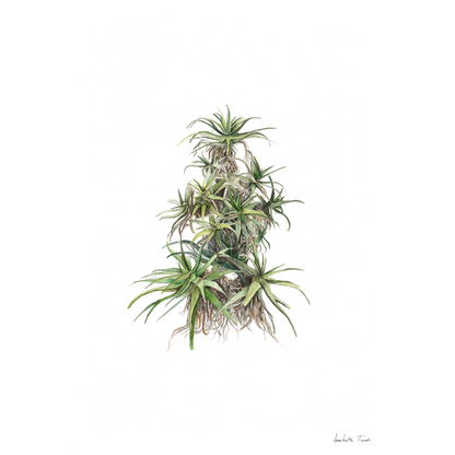 Tilt-Head Aloe Canvas Print