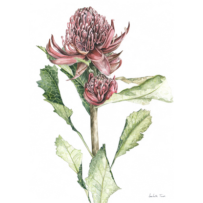 Waratah Canvas Print