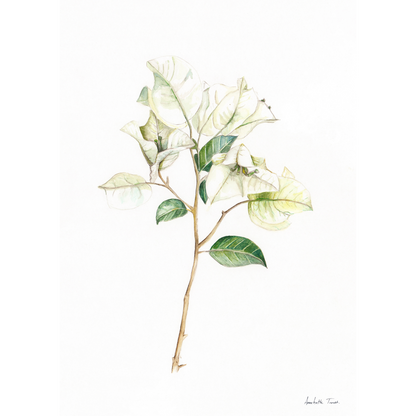 White Bougainvillea Canvas Print
