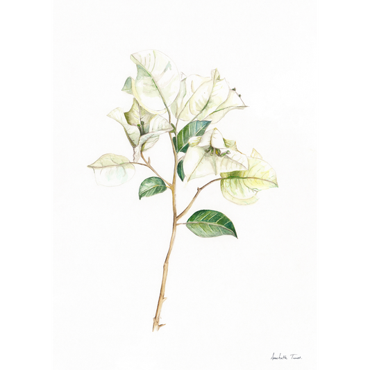 White Bougainvillea Canvas Print