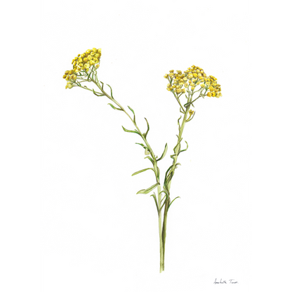 Wild Flower Canvas Print