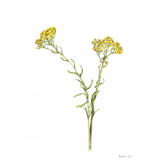 Wild Flower Canvas Print