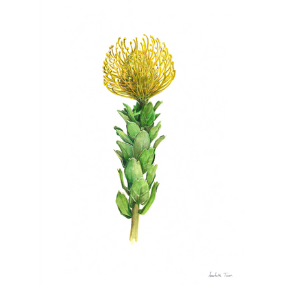 Yellow Pincushion Canvas Print
