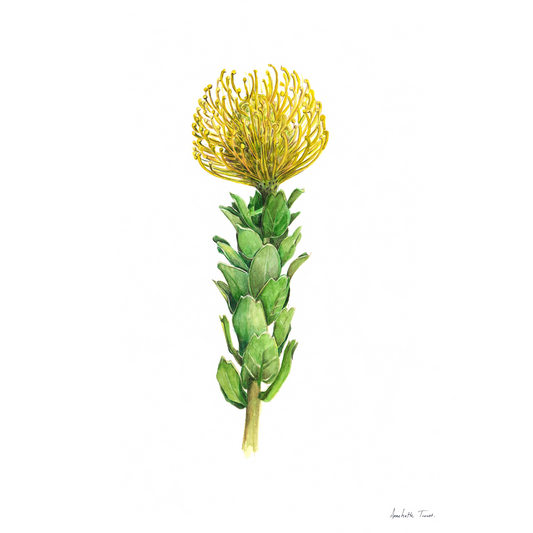 Yellow Pincushion Canvas Print