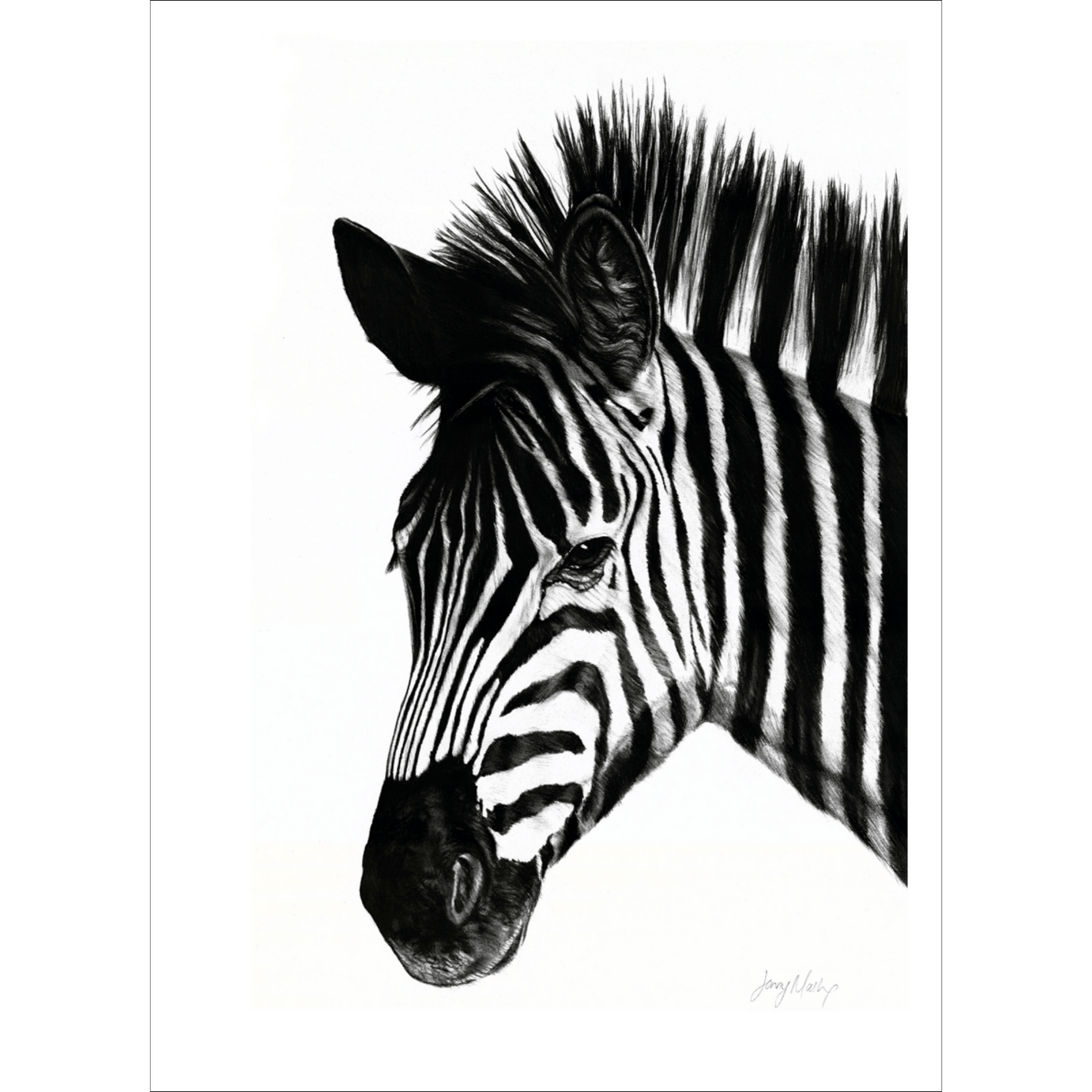 Zebra 1 Poster Print