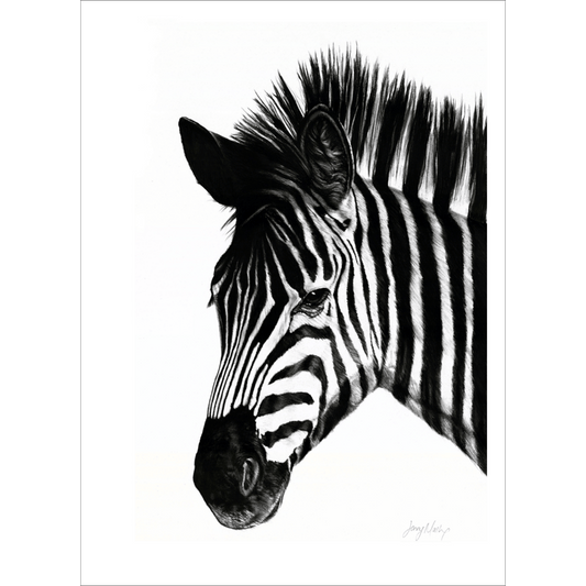Zebra 1 Poster Print
