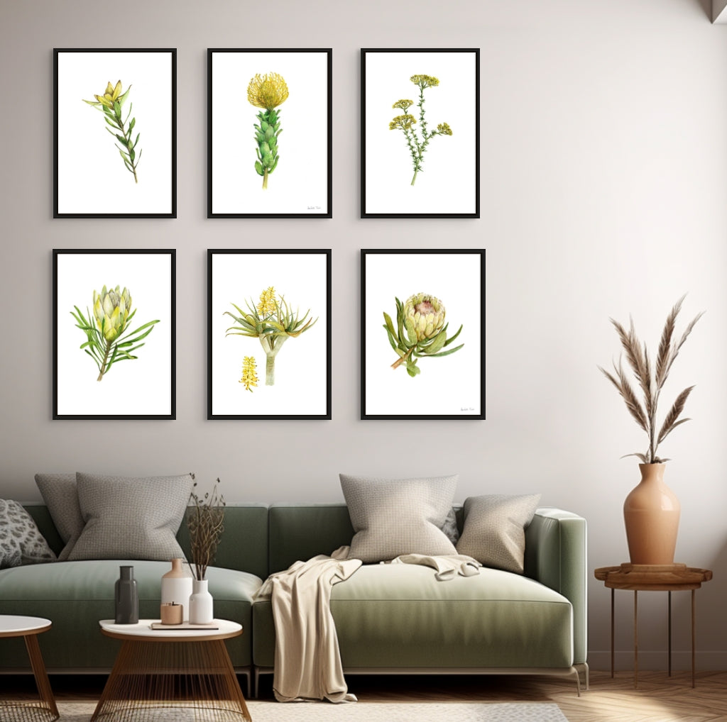 Sunshine Conebush Canvas Print
