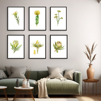 Sunshine Conebush Canvas Print