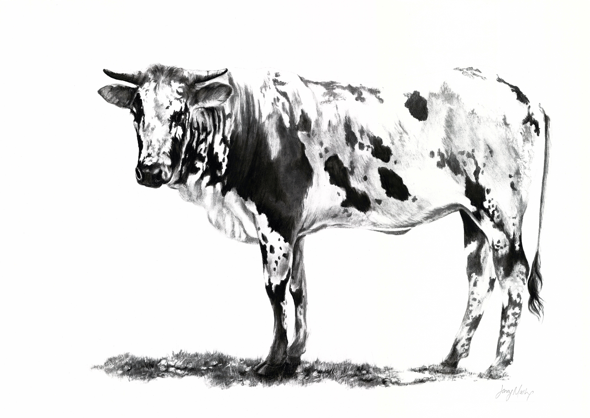 Nguni Canvas Print - Jennifer Mallon - Ruthanne Collection