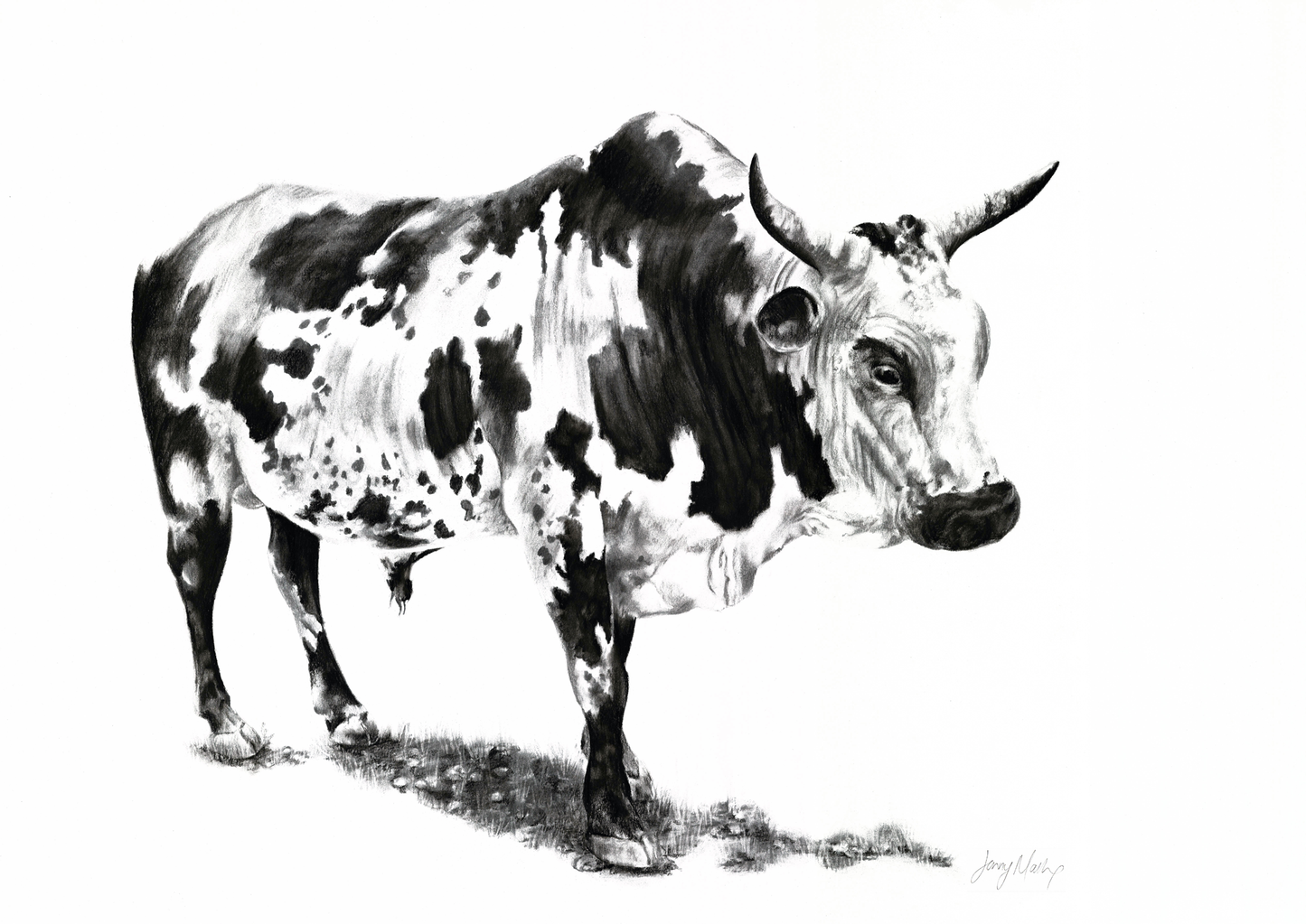 Nguni 2 Canvas Print