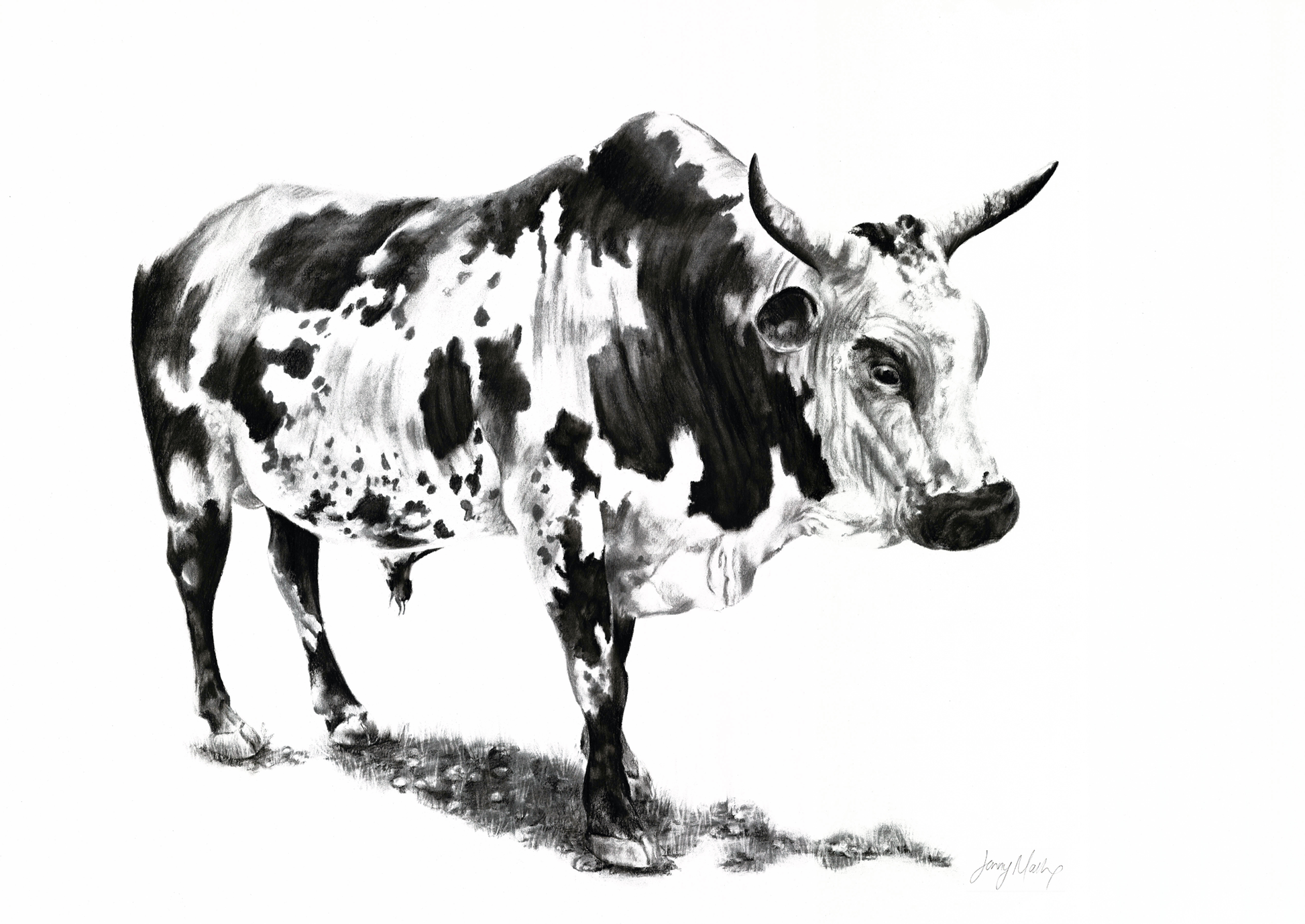 Nguni Canvas Print - Jenifer Mallon - Ruthanne Collection